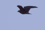 Bat Hawk